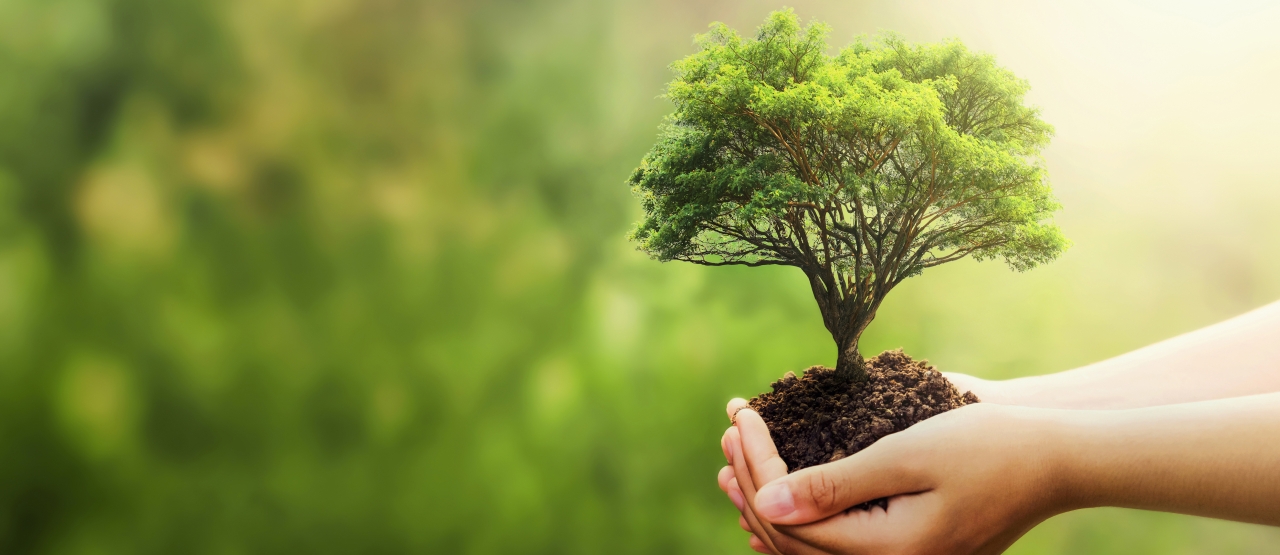 Umweltschutz Hand hält einen Baum